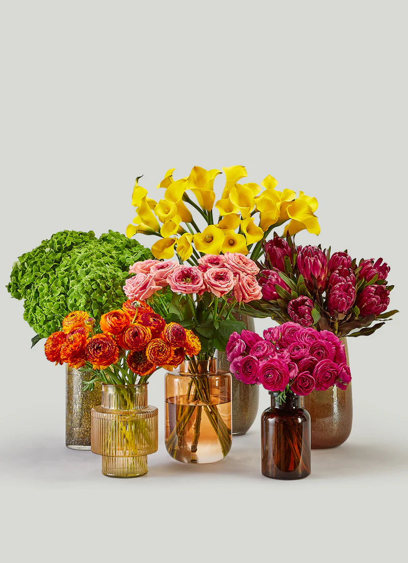 Designer's Choice - Vivid